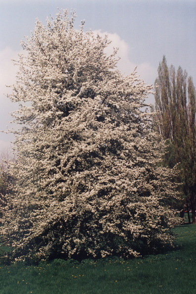 Wiosna-1995_009.JPG