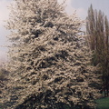 Wiosna-1995 009